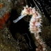 seahorse_thorny_fb_bb_si_v_0487_kom1203.jpg